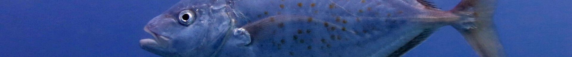 SEAHORSE DIVER PERHENTIAN ISLAND SEAHORSE DIVER PERHENTIAN ISLAND